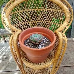 Mini Peacock Chair Plant Stand