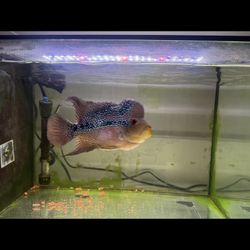 fish Tank