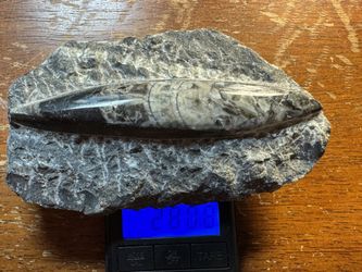 280.8 Grams Polished Orthoceras Fossil Plate 