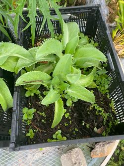 Miracle plant. Chores many many things, including cancer.