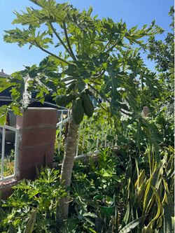 Dwarf papaya