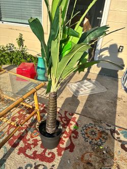 Large Dracaena Plant in Black Pot