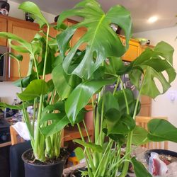 Healthy Monstera Deliciosa Plant