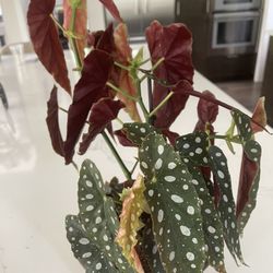Begonia maculata  - Polka dot