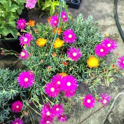 Rallito De Sol Rosa Y Amarillo 