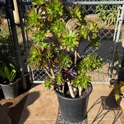 Tree Aeonium