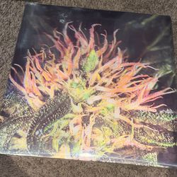 3D Weed Portrait