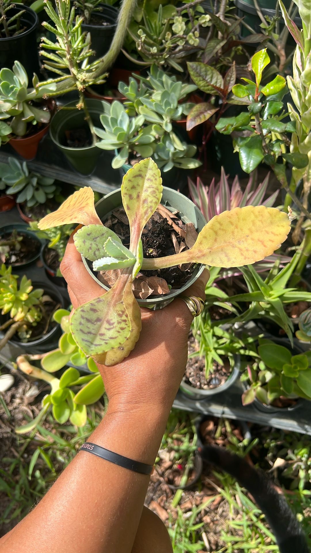 Donkey Ears Succulent Available