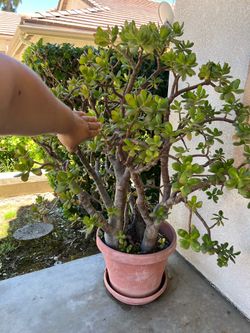 Jade Plant