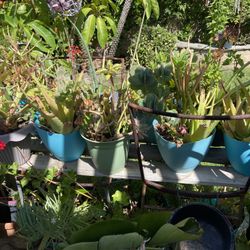Plant Sale: Succulent Arrangements & More