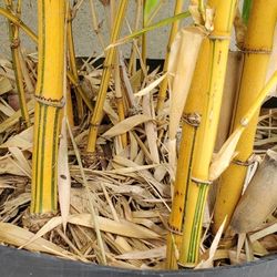 Green Stripe Bamboo Plant