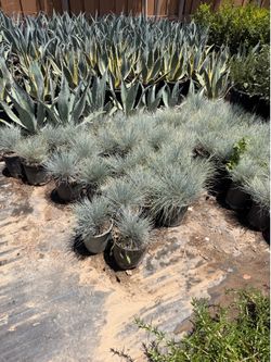 Blue festucca grass 1 gallons