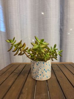 Succulent Plant in Speckled Ceramic Pot