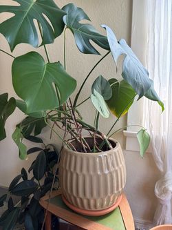 beautiful monstera plant