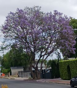 5 feet tall  JACARANDA TREE in a 5gallon planter