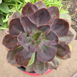 Echeveria Autumn Flame Succulent Plant 2 Gallon