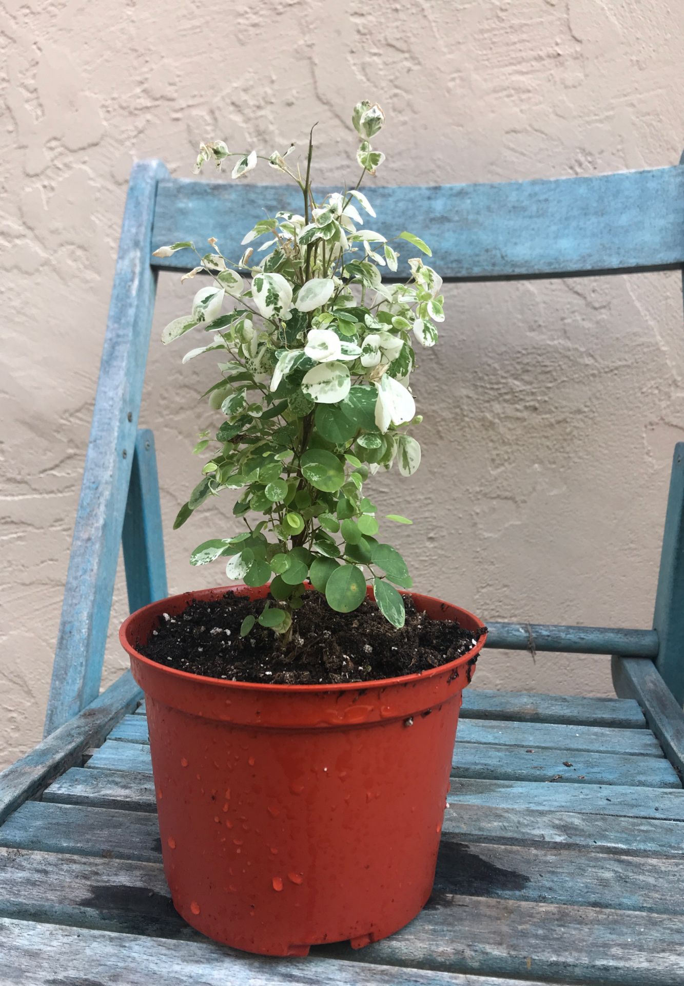 Hawaiian Snow Bush - Breynia Nivosa - indoor live house plant