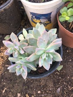 Succulents