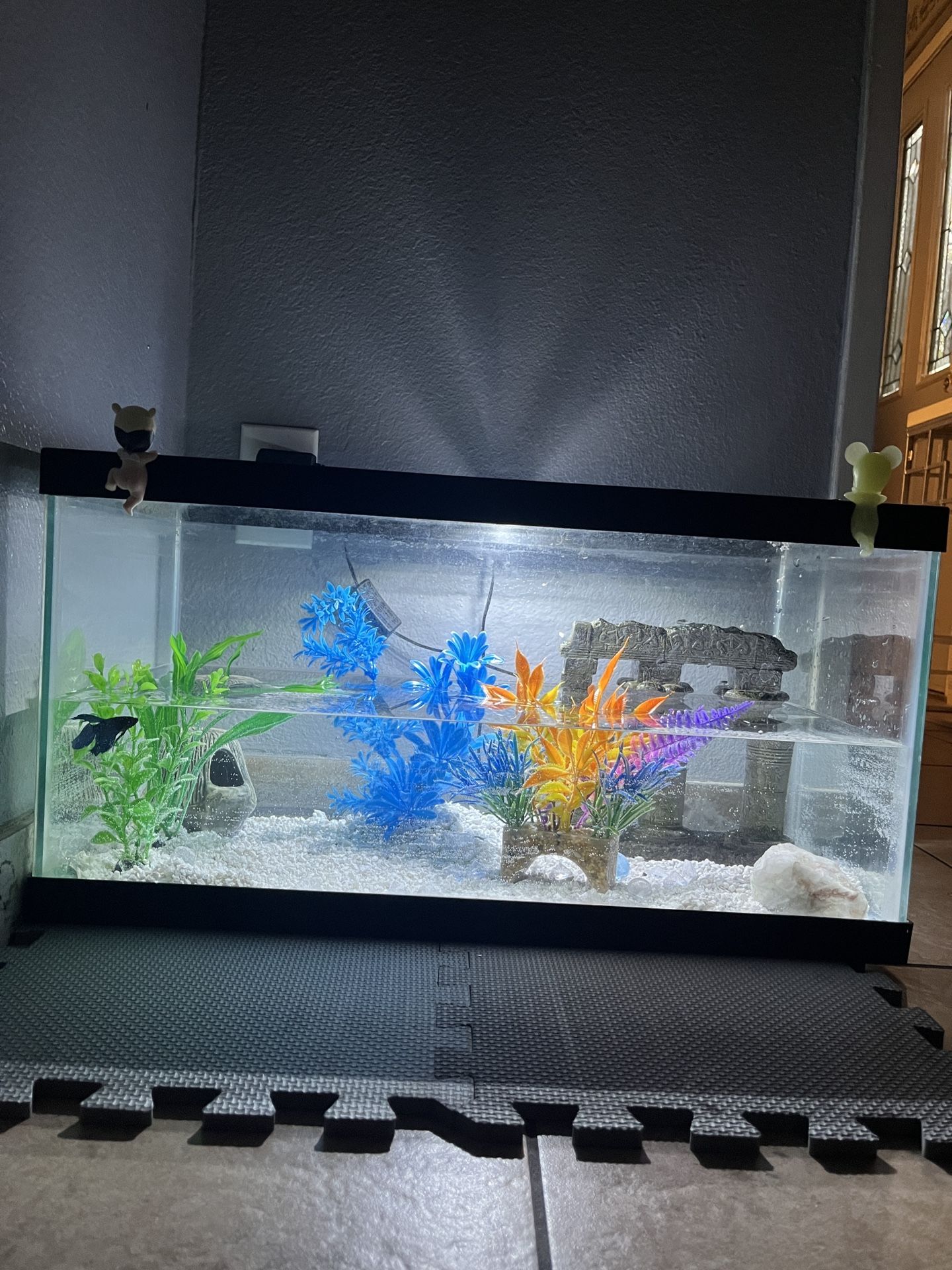 Fish Tank