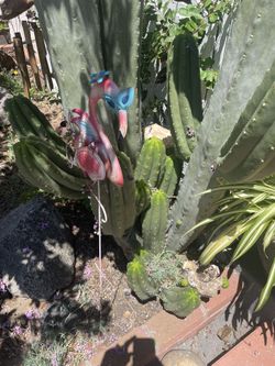Cactus branches short or long