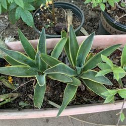 Planta  10cada Una