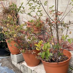 Blueberry plants 3  large