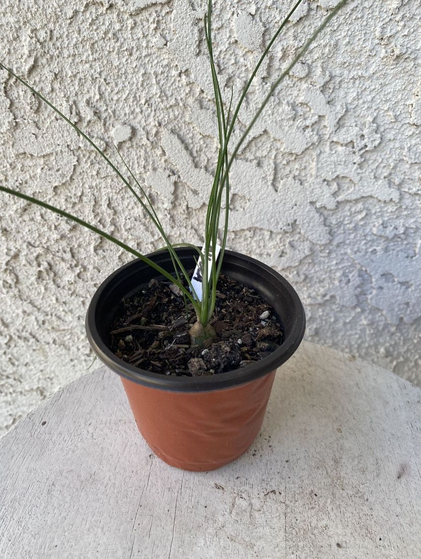 4 Inch Pot Rare Succulent Plant - Albuca Polyphylla - Augrabies Hills - Rooted & Established - Drought Resistant - 🪴