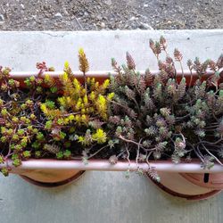 Large Long Tray Of Succulents And Sedums. Last 3 Pics Show Close Up Of What's In It 