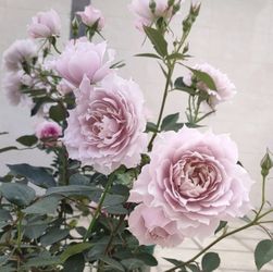 Rare Chinese Rose Plant-[Fantasy Purple]/ Huanzi