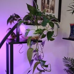 Plant 