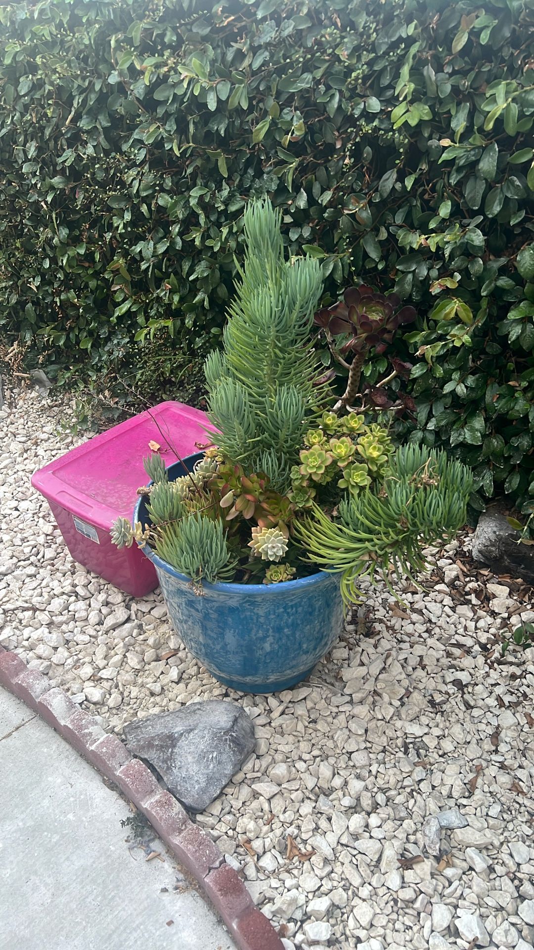 XL Succulent Planter