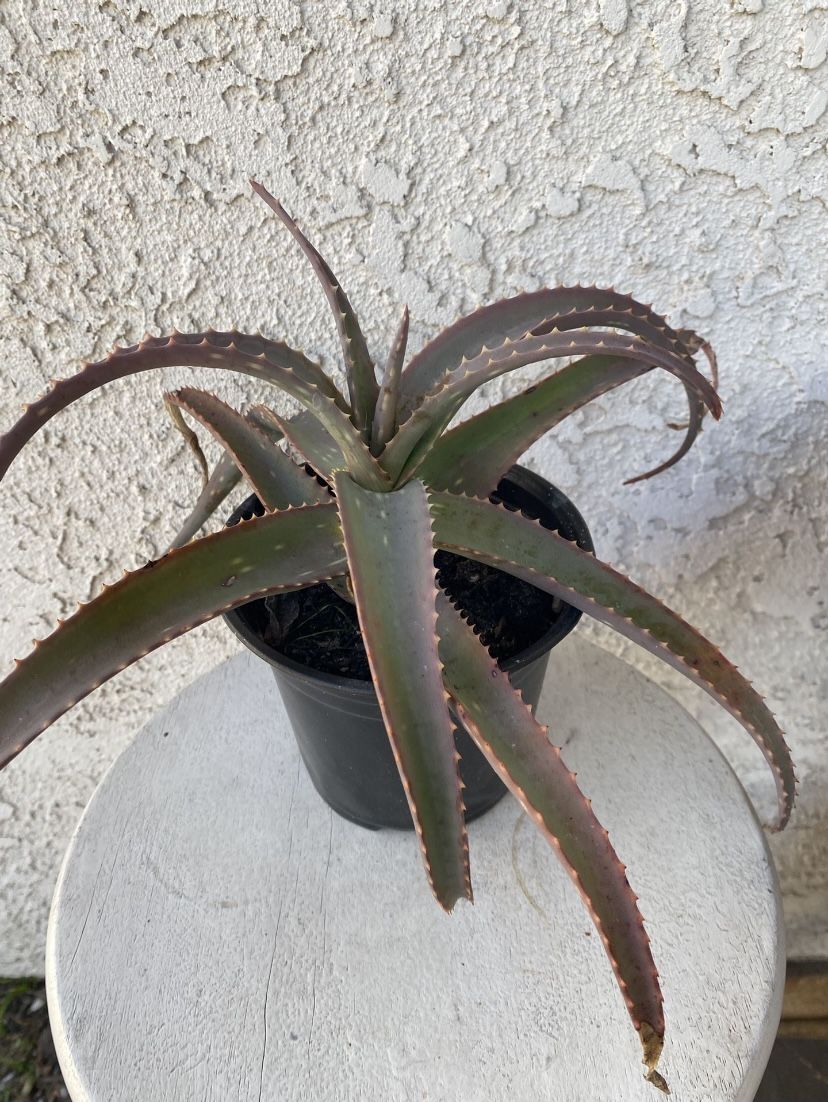 6 Inch Pot Succulent Plant - Aloe Arborescens - Candelabra Aloe - Torch - Rooted & Established - 🪴- Drought Resistant