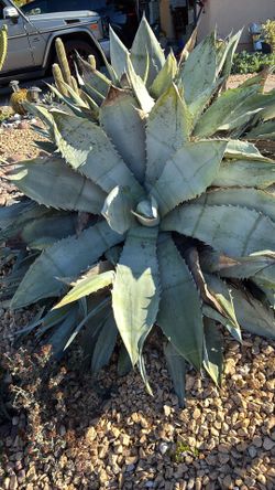 Free Succulent Cuttings 