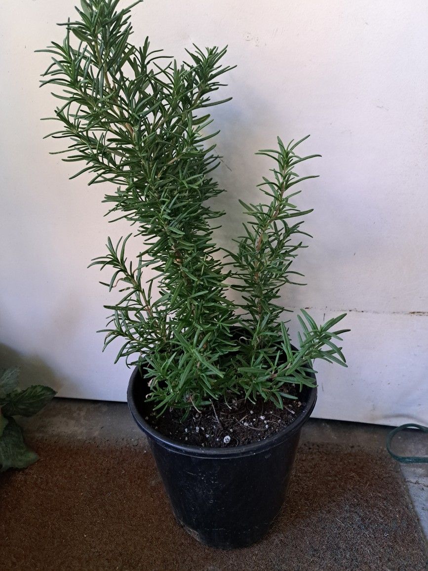 Rosemary Plant