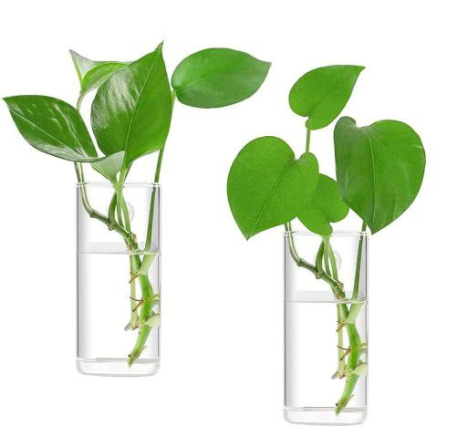 Wall Hanging Glass Propagation Plant Terrarium Container for Hydroponic Plants 2 PCS (glass only)