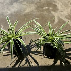 Spider Plant 🪴🕸️
