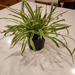 Spider plant House Plant 