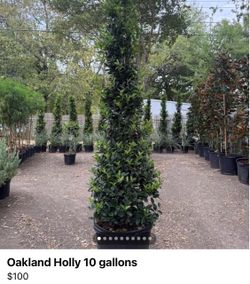 Oakland Holly 10 gallons