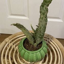 Cactus In Ceramic Pot