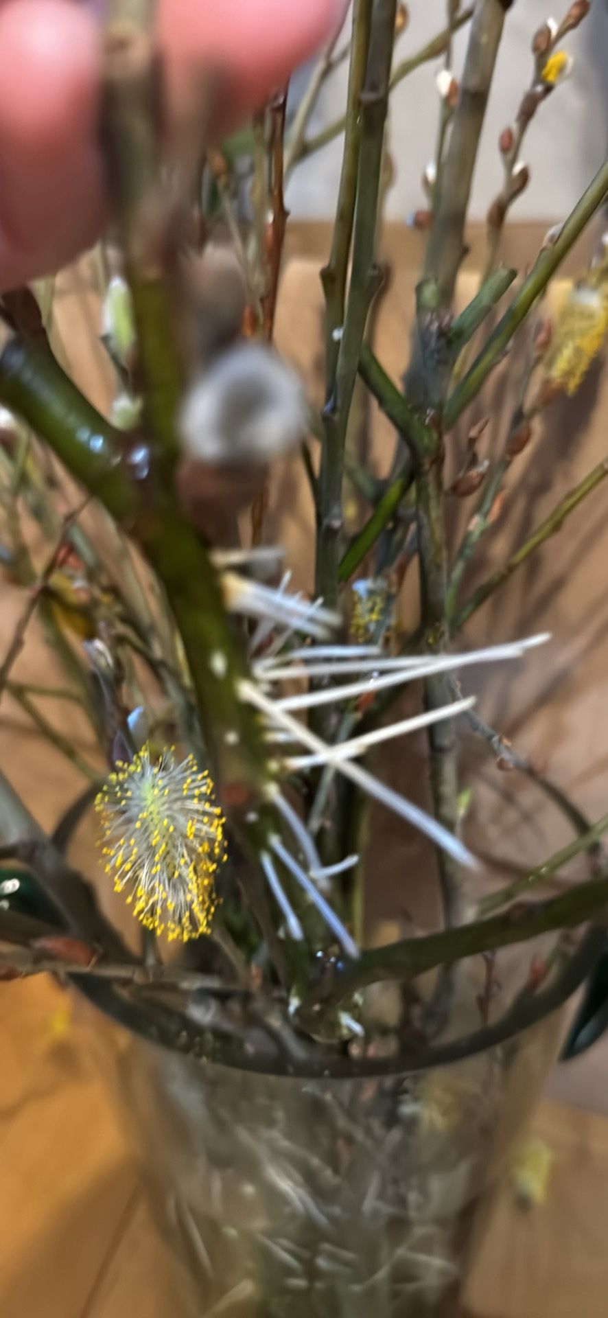 Pussy WILLOW Starts