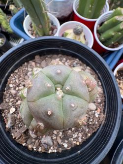Lw caespitosa grafted