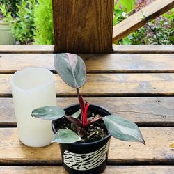Live indoor Philodendron Pink Princess plant in a plastic nursery pot—firm price