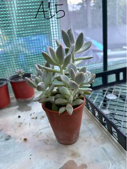 plants