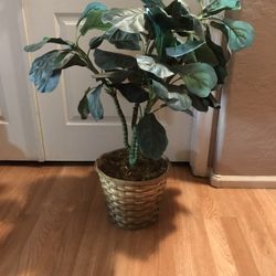 Artificial Fig Plant And Wicker Basket