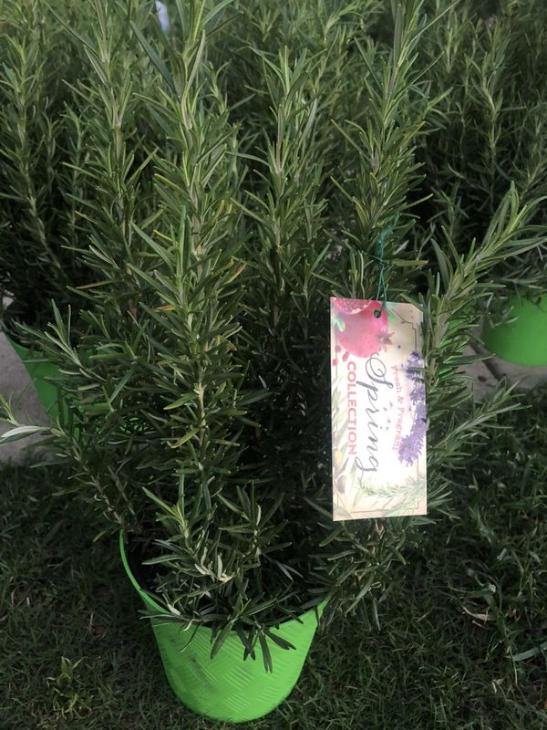 Rosemary plant for Sale in Arlington, TX - OfferUp