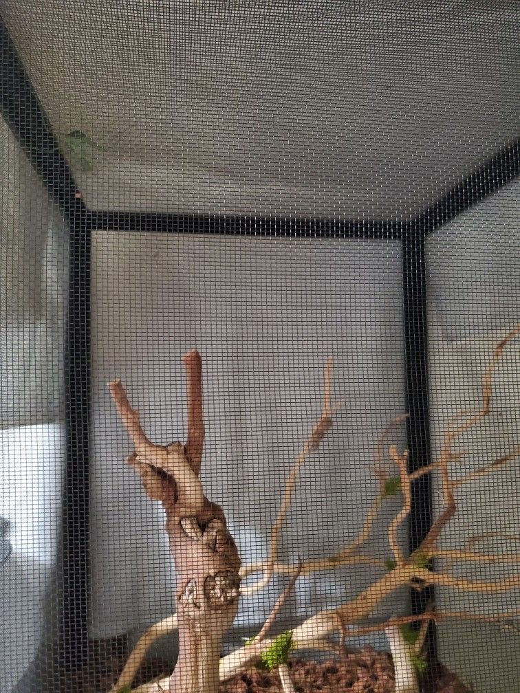 Praying Mantis Enclosure
