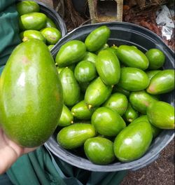 Aguacates