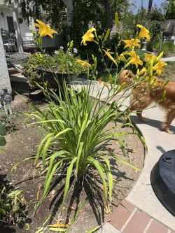 Yellow Lilies