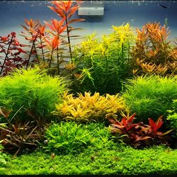 Aquarium Plants For Sale