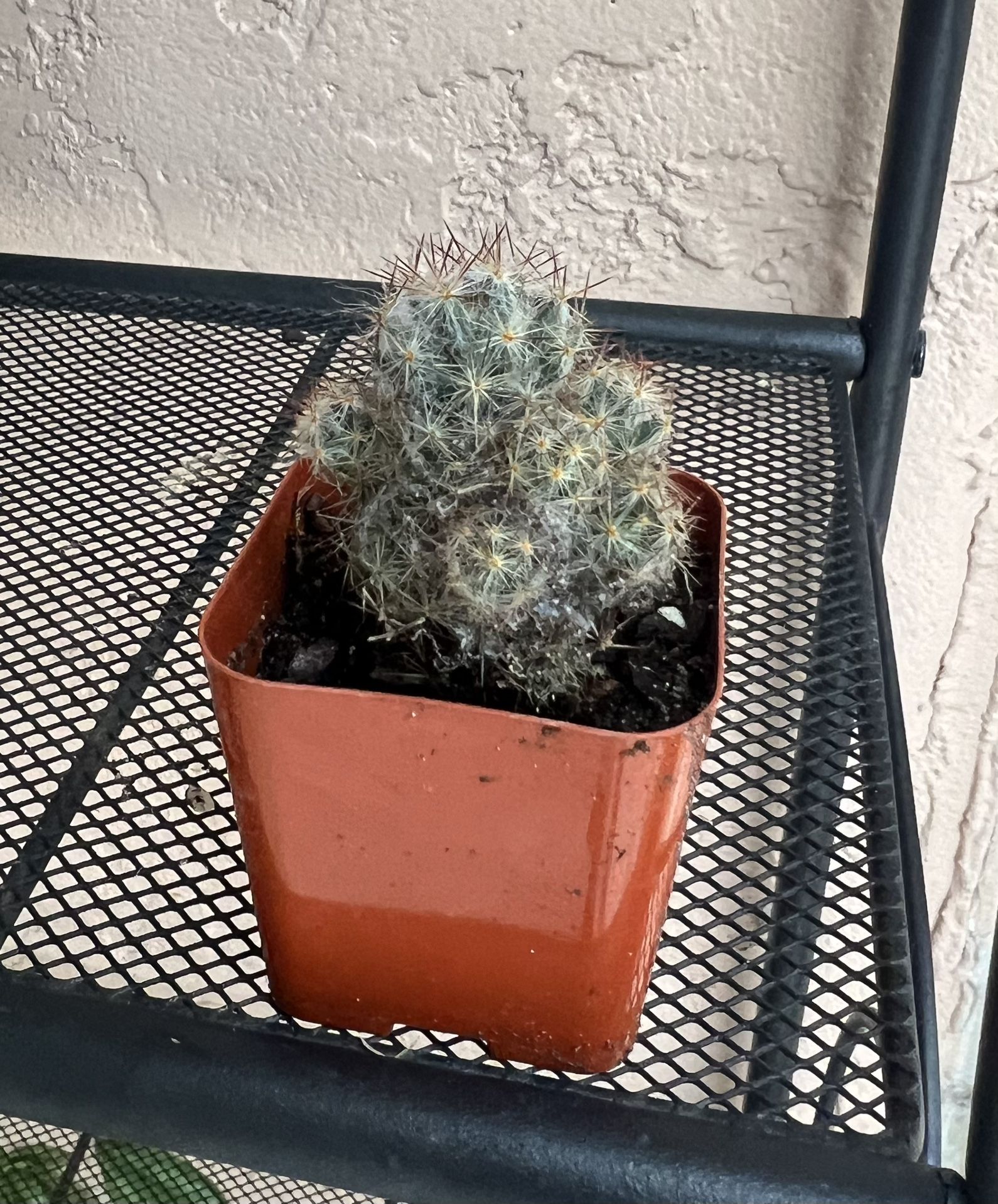 Little Candles Mammillaria Prolifera Cactus Cacti Flower Plant in a Pot